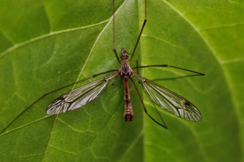 Réf. 256 706 : Tipula pilicauda